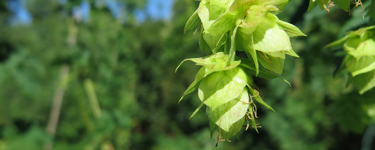 Hops at the Baxendale family estate, Golden Bay (March 2016)