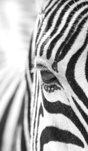 A close up of a Zebra's eye. The eye is in the middle of the frame and black and white stripes on the animal's head radiate outwards