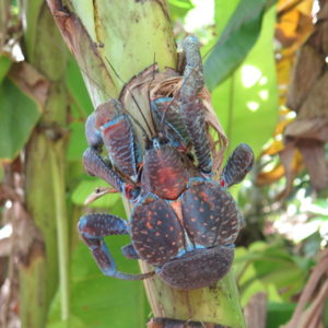 Niue — sixteen Steinlagers, a comparable number of dolphins, and a ...