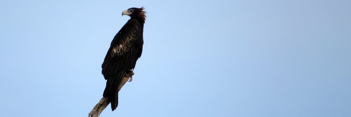 A Wedge Tail Eagle, perched on a branch and looking back over its shoulder, against a clear blue sky. (Original photo by John Tann, edited to make it appear wider.)